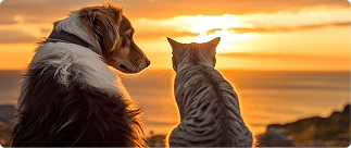 Dog Insurance vs Cat Insurance