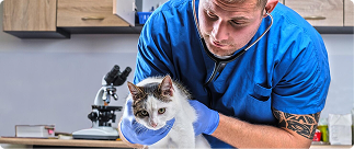 How to Save on Vet Bills